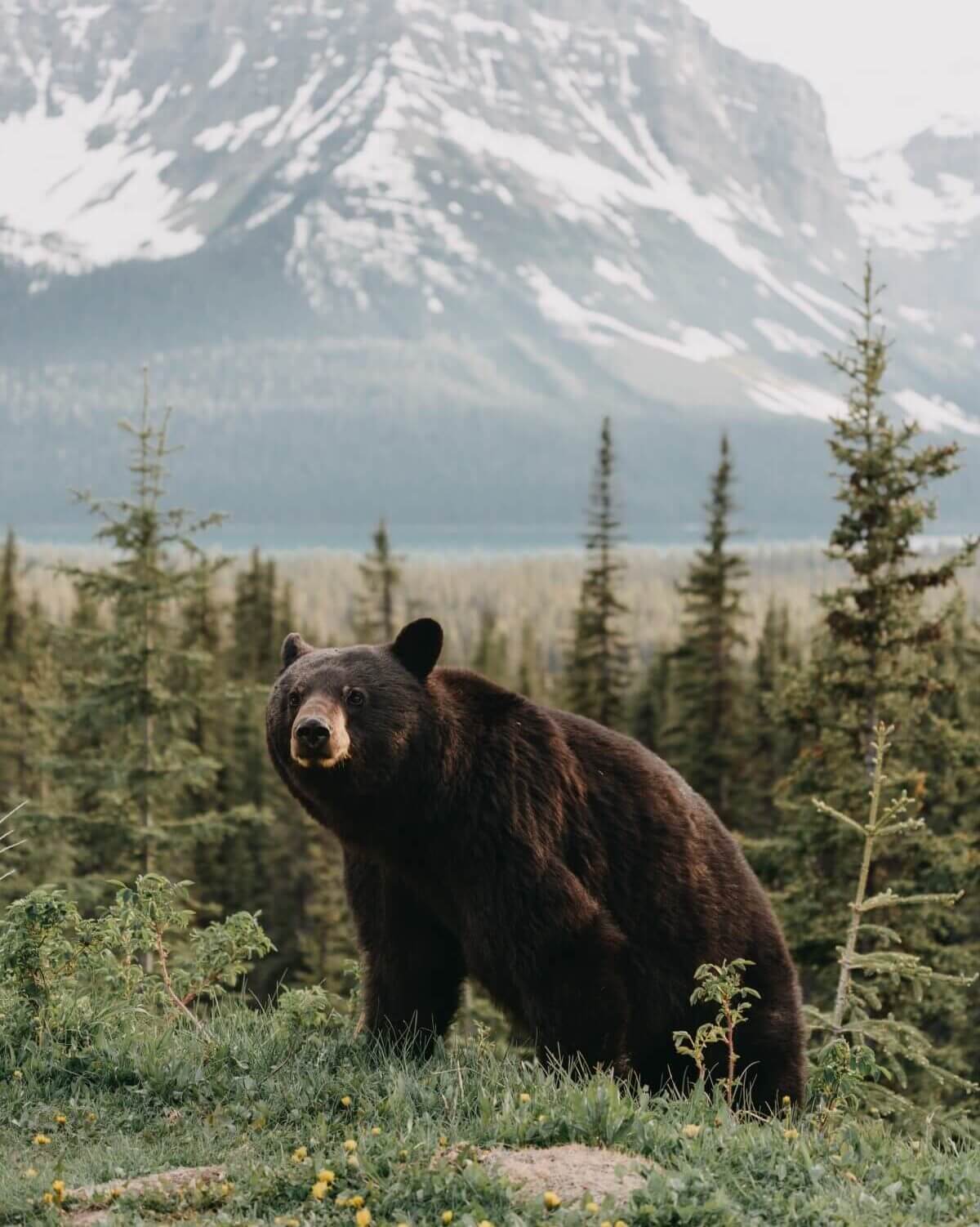Black bear in the forest with a mountain in the distance