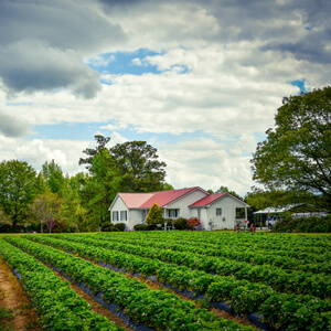 A farmhouse behind crops in a field